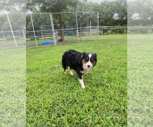 Australian Shepherd Dogs for adoption in Harrison, AR, USA