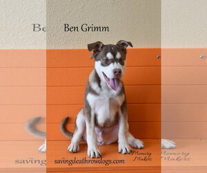 Australian Kelpie-Siberian Husky Mix Dogs for adoption in Topeka, KS, USA