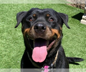 Rottweiler-Unknown Mix Dogs for adoption in Moreno Valley, CA, USA