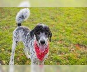 Poodle (Standard) Dogs for adoption in Waco, TX, USA