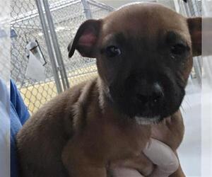 Mutt Dogs for adoption in Tulsa, OK, USA