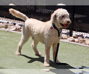 Goldendoodle Dogs for adoption in Glendale , AZ, USA