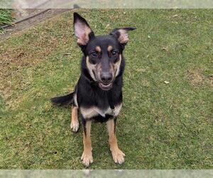 German Shepherd Dog Dogs for adoption in San Clemente, CA, USA
