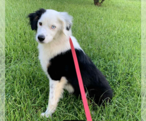 Australian Shepherd-Unknown Mix Dogs for adoption in Cranston, RI, USA