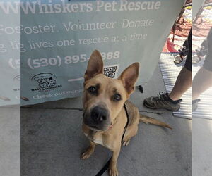 German Shepherd Dog-Unknown Mix Dogs for adoption in Chico, CA, USA