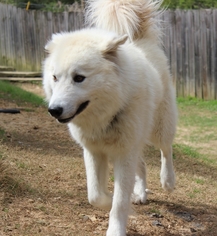 Small Pyrenees Husky