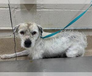 Mutt Dogs for adoption in Grand Prairie, TX, USA