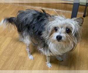 Mutt Dogs for adoption in Mount Airy, NC, USA