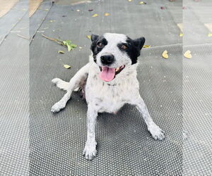 Mutt Dogs for adoption in Marina Del Rey, CA, USA
