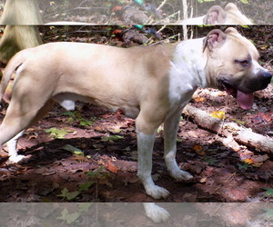 American Pit Bull Terrier Dogs for adoption in York, SC, USA