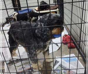 Cocker Spaniel Dogs for adoption in Mukwonago, WI, USA