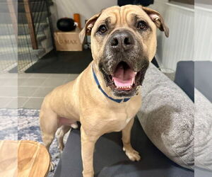 Mastiff-Unknown Mix Dogs for adoption in Crete, IL, USA