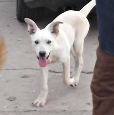 Shepradors Dogs for adoption in Peralta, NM, USA