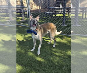 German Shepherd Dog Dogs for adoption in Downey, CA, USA