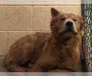 Chow Chow Dogs for adoption in Chandler, AZ, USA