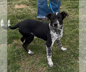 Mutt Dogs for adoption in Minneapolis, MN, USA