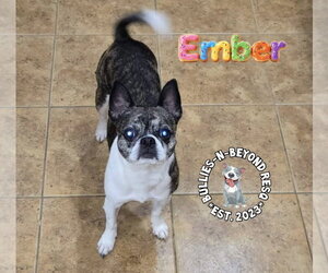 Buggs Dogs for adoption in Omaha, NE, USA