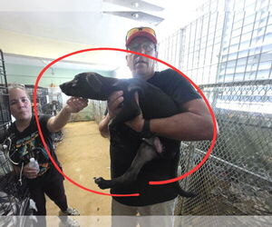 Labrador Retriever-Unknown Mix Dogs for adoption in Virginia Beach, VA, USA