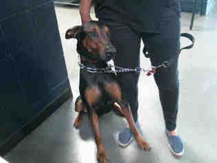 Doberman Pinscher Dogs for adoption in Charlotte, NC, USA