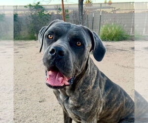 Mutt Dogs for adoption in Goodyear, AZ, USA