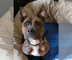 American Pit Bull Terrier-American Staffordshire Terrier Mix Dogs for adoption in Wenonah, NJ, USA