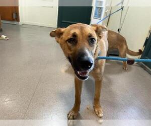 Carolina Dog Dogs for adoption in Pasadena, CA, USA