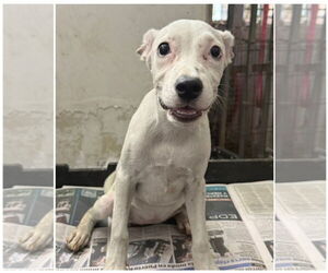 Labrador Retriever-Unknown Mix Dogs for adoption in Virginia Beach, VA, USA