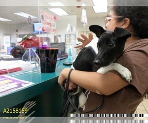 Rat Terrier Dogs for adoption in West Palm Beach, FL, USA