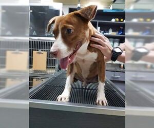 Labrador Retriever Dogs for adoption in NYC, NY, USA