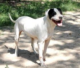 American Bulldog-Pointer Mix Dogs for adoption in Keller, TX, USA