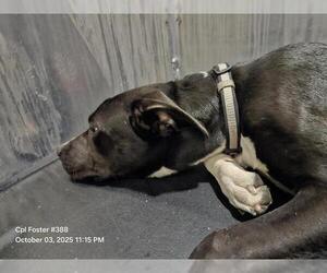 Mutt Dogs for adoption in San Antonio, TX, USA