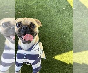 Pug Dogs for adoption in Downey, CA, USA