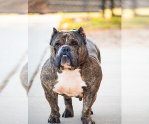 Bulldog Dogs for adoption in Derwood, MD, USA