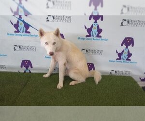 Siberian Husky Dogs for adoption in Orlando, FL, USA