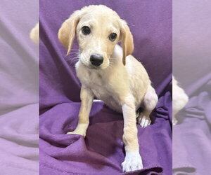 Great Pyredane Dogs for adoption in Mundelein, IL, USA