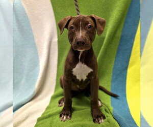 Labrador Retriever-Unknown Mix Dogs for adoption in Long Beach, CA, USA