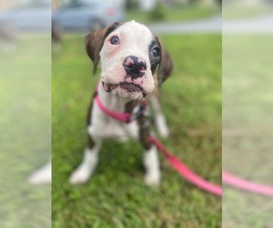 Boxer Dogs for adoption in Lancaster, PA, USA