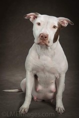 American Pit Bull Terrier-Unknown Mix Dogs for adoption in Pinellas Park, FL, USA