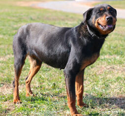 Rottweiler Dogs for adoption in Bedford, VA, USA