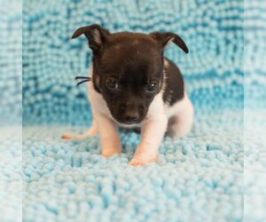 Mutt Dogs for adoption in Spring Lake, NC, USA