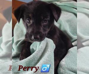 Shepradors Dogs for adoption in Houston, TX, USA