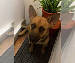 German Shepherd Dog-Unknown Mix Dogs for adoption in Alexander, AR, USA