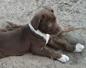 Borador Dogs for adoption in Bradenton, FL, USA