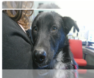 Border Collie Dogs for adoption in Pampa, TX, USA