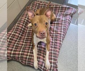 American Staffordshire Terrier Dogs for adoption in Waterford, VA, USA