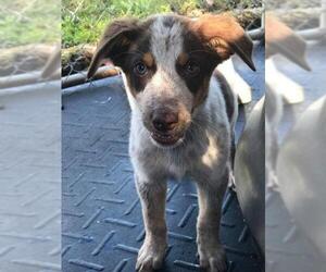 Sheprador Dogs for adoption in Columbus, IN, USA