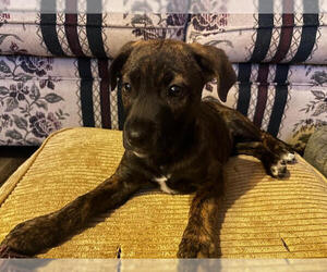 Mutt Dogs for adoption in Evansville, IN, USA