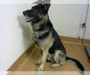 German Shepherd Dog Dogs for adoption in Sacramento, CA, USA