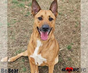 German Shepherd Dog-Unknown Mix Dogs for adoption in Maryville, TN, USA