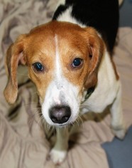 English Foxhound-Unknown Mix Dogs for adoption in Frenchburg, KY, USA
